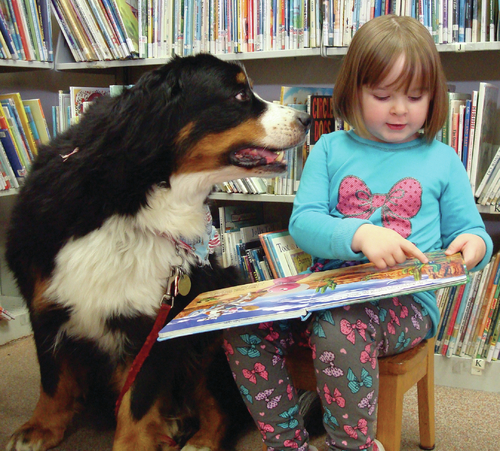 Virgo Pets Service Dog Bermese Child Library Reading