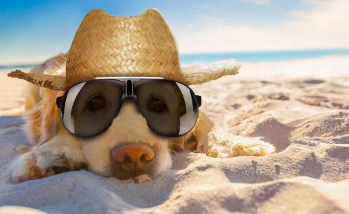 Leo Dog Days of Summer Hat &amp; Shades at the Beach!