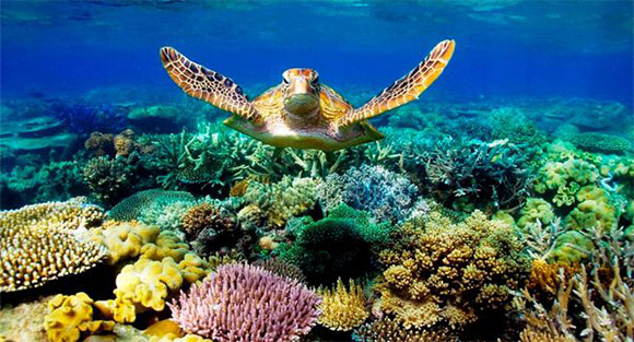 Jupiter Sextile Neptune 2020 Reef Sea Turtle