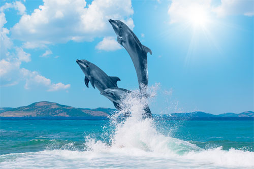 Pisces Dolphins Leaping Leap Year!